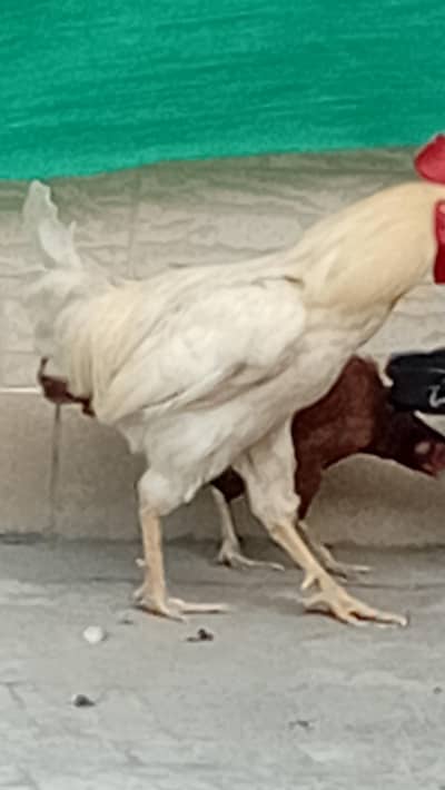 golden misri murgha