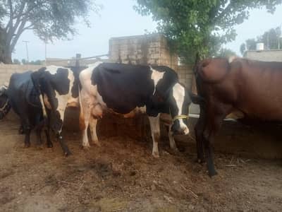 jursy fresian cross cow