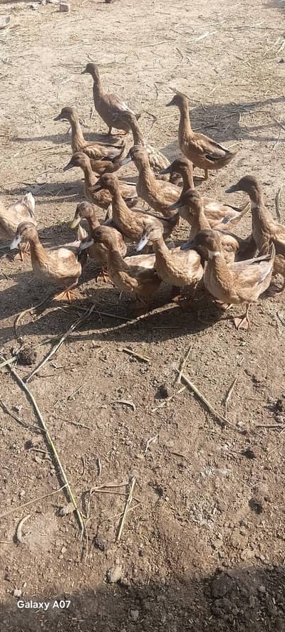 Khaki camble male ducks for sale