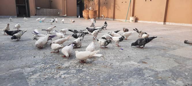 pigeon