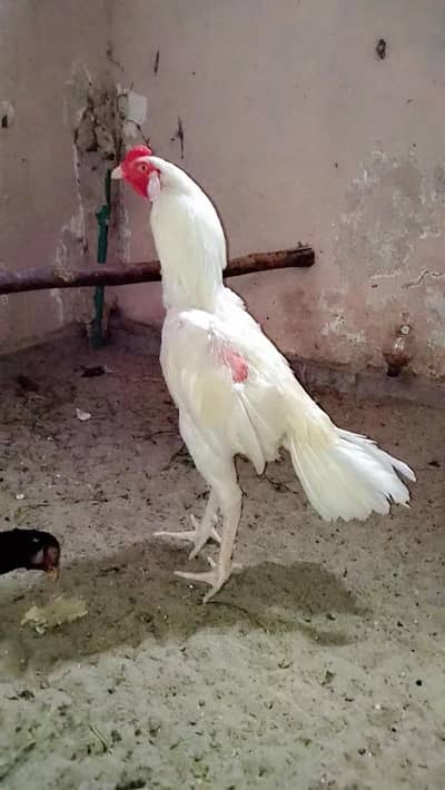 Heera pair