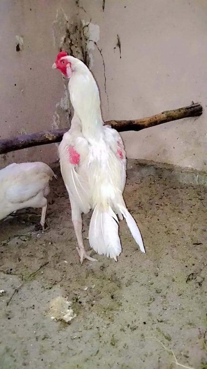 Heera pair 1