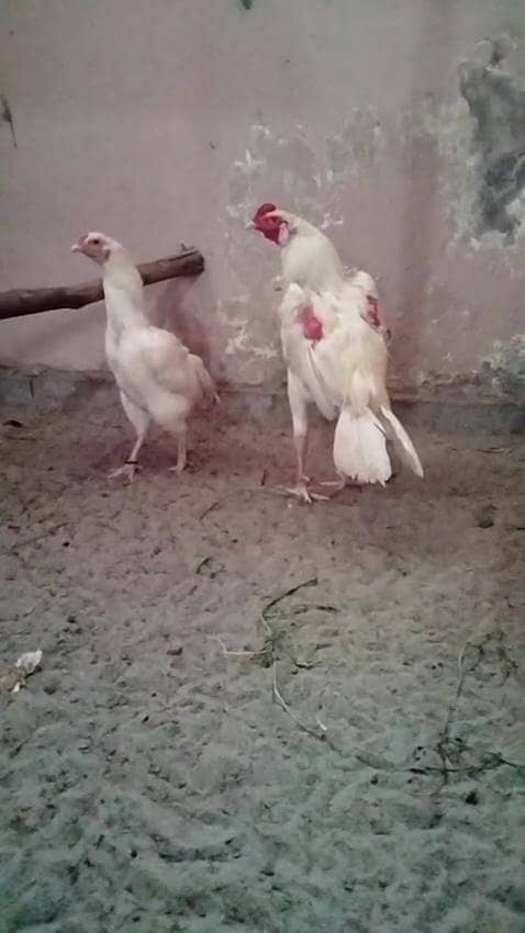 Heera pair 5