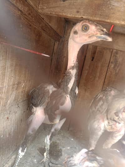 panus pakkoy aseel pair for sale