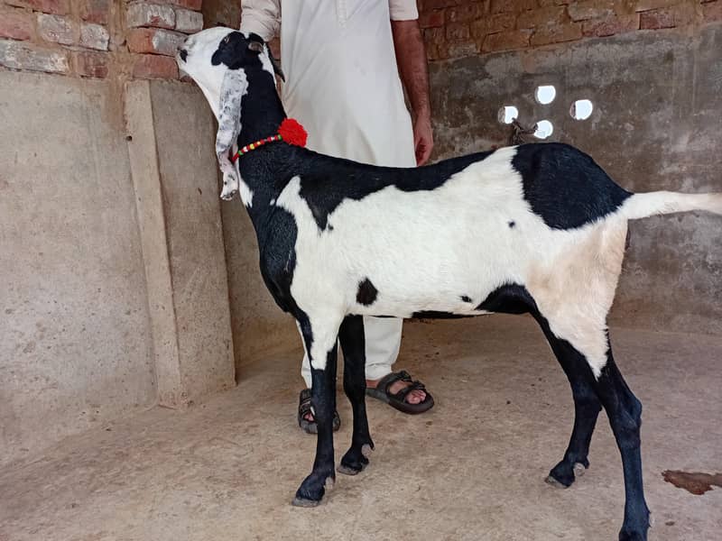 Beetal goat 1