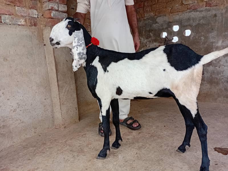 Beetal goat 2