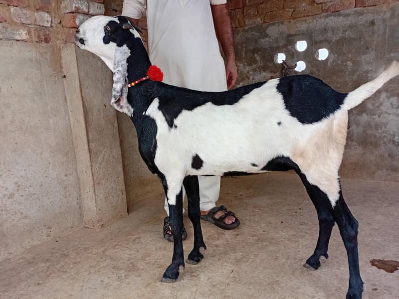 Beetal goat 3