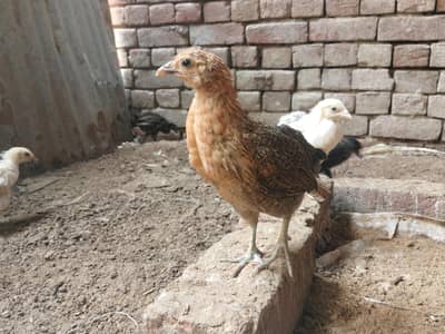 Golden Misiri Chick's A+ Females 2 month Old