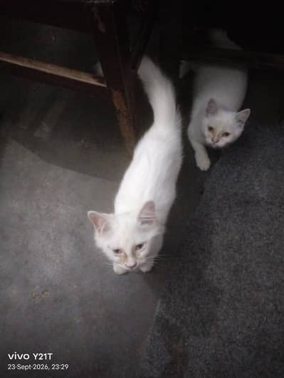 male 4 month and female 5 month