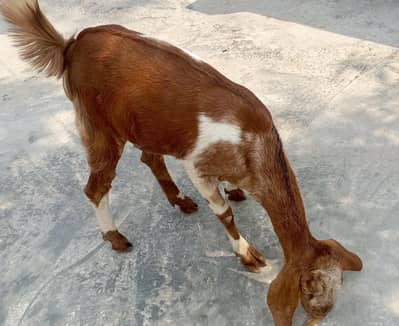 2 female bhara khu ma hn islamabad