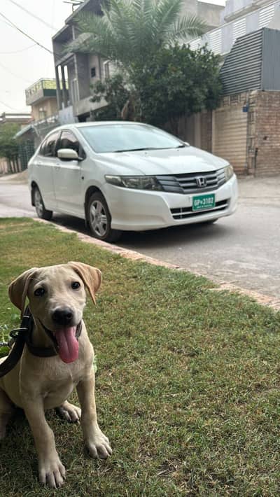 Labrador