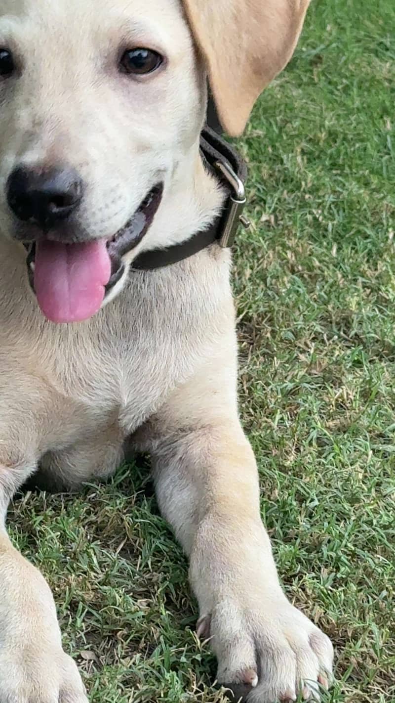 Labrador 1