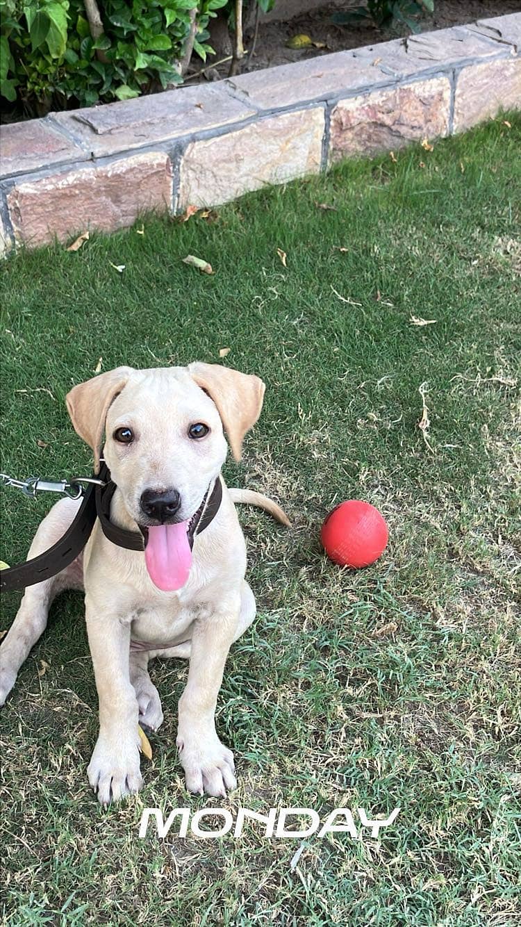 Labrador 2