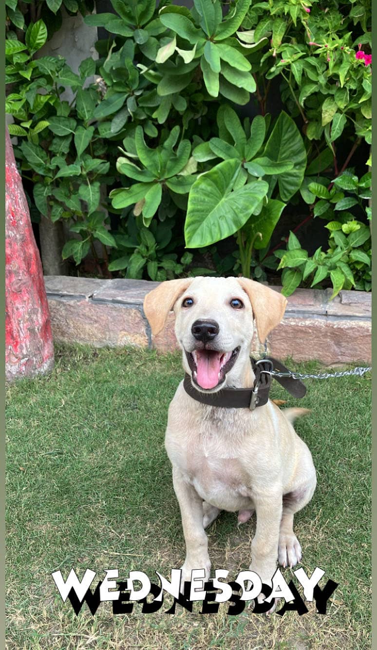 Labrador 3