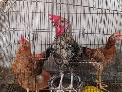 hens with cage