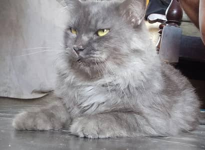 SMOKY GRAY PERSIAN CAT (male)