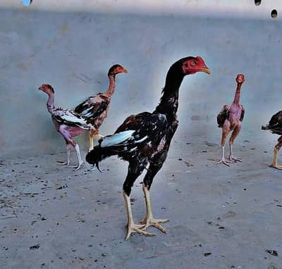 Aseel patha, pathiya, breeder pairs.