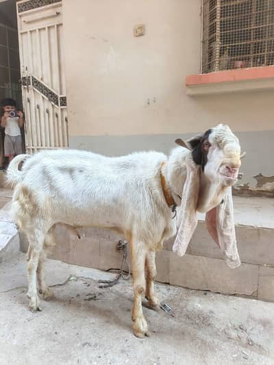 Gulabi Bakra Breeder for Sale