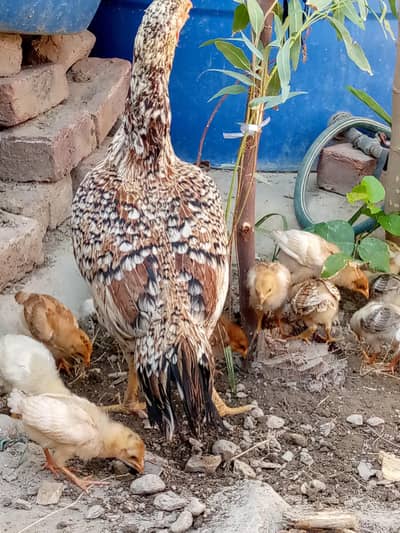 lowhmn brown chicks