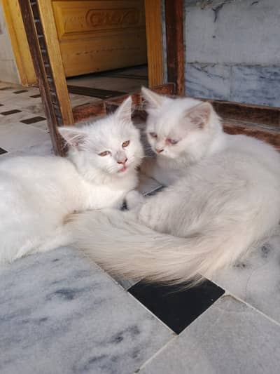 Persion  Pair Cats for Sale