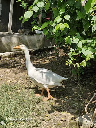 4 big ducks for sale