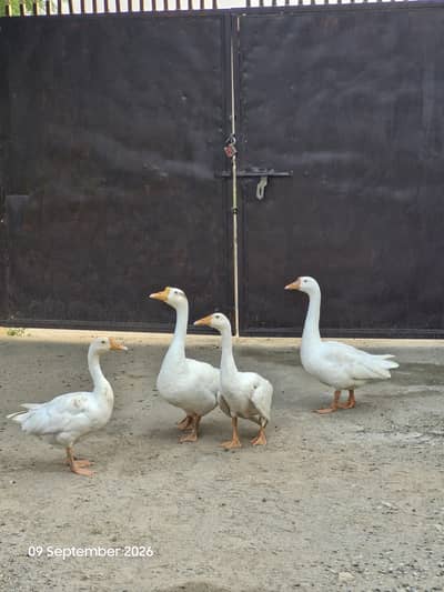 Big white ducks Batakh bari wali
