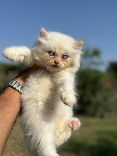 Pursian kitten | Himalayan kitten | cat | Pursian cat