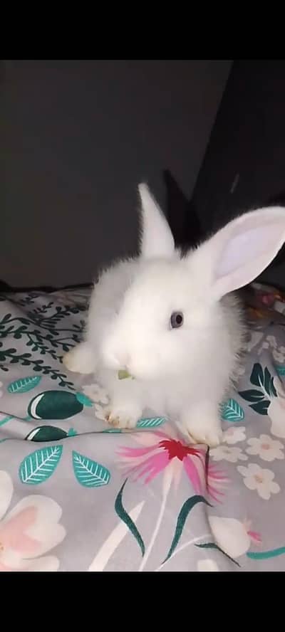 rabbit Bunny for sale