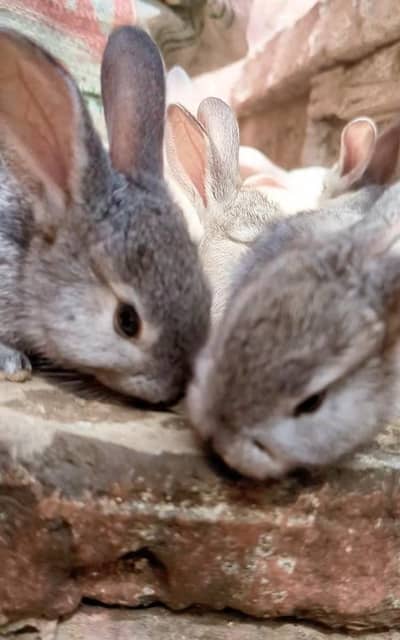 rabbit Bunny for sale