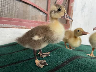 3 ducks baby for sale