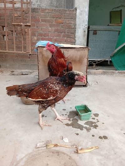 Aseel pair
