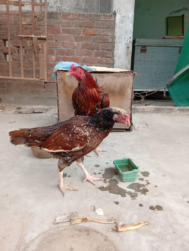Aseel pair 0