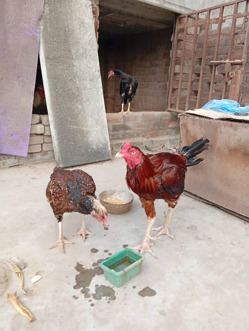 Aseel pair 1