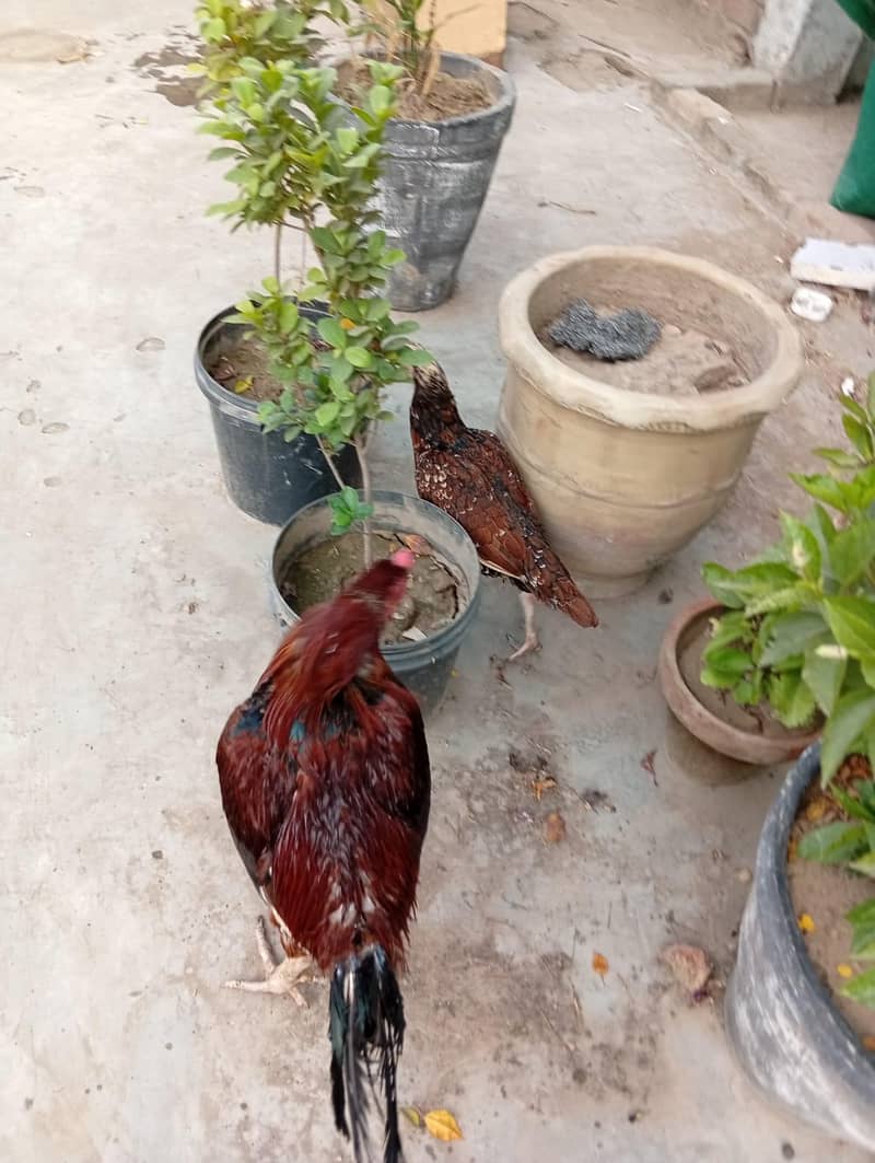 Aseel pair 2
