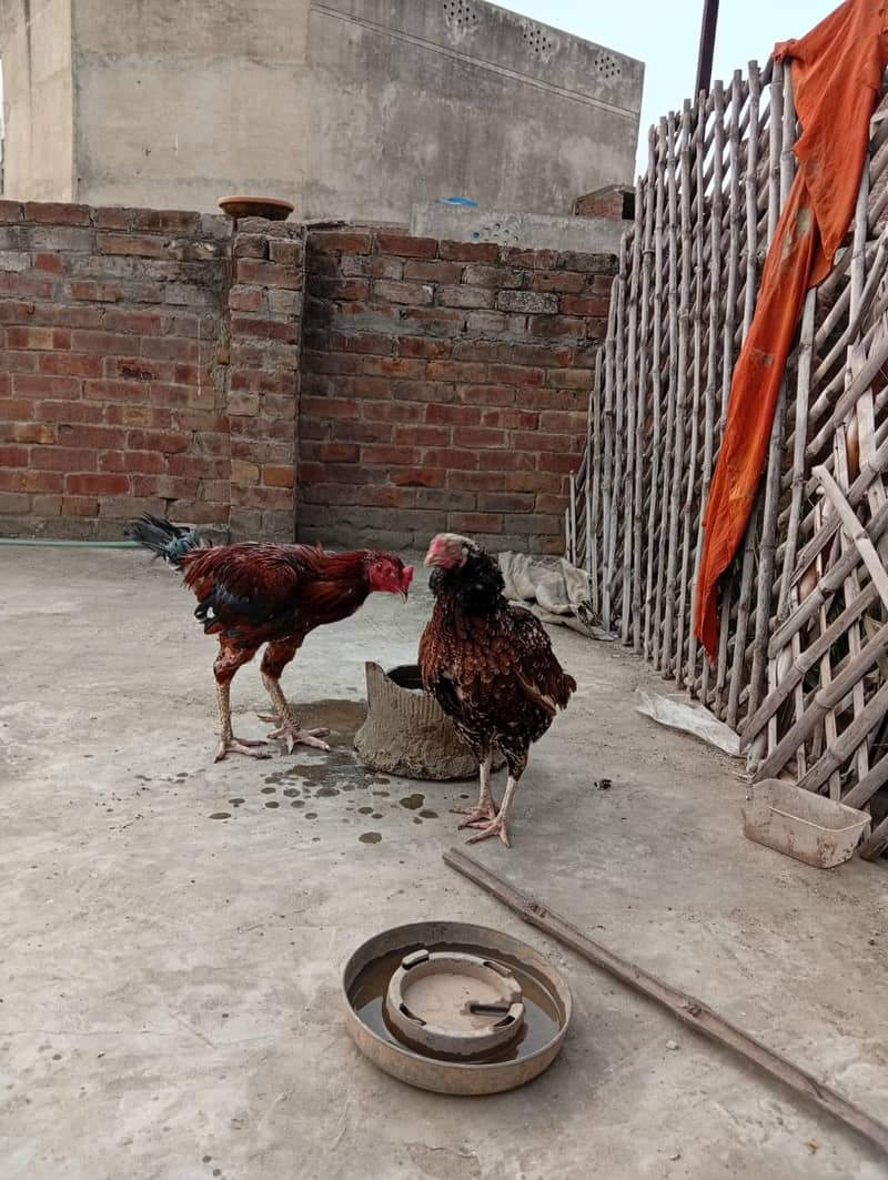 Aseel pair 3