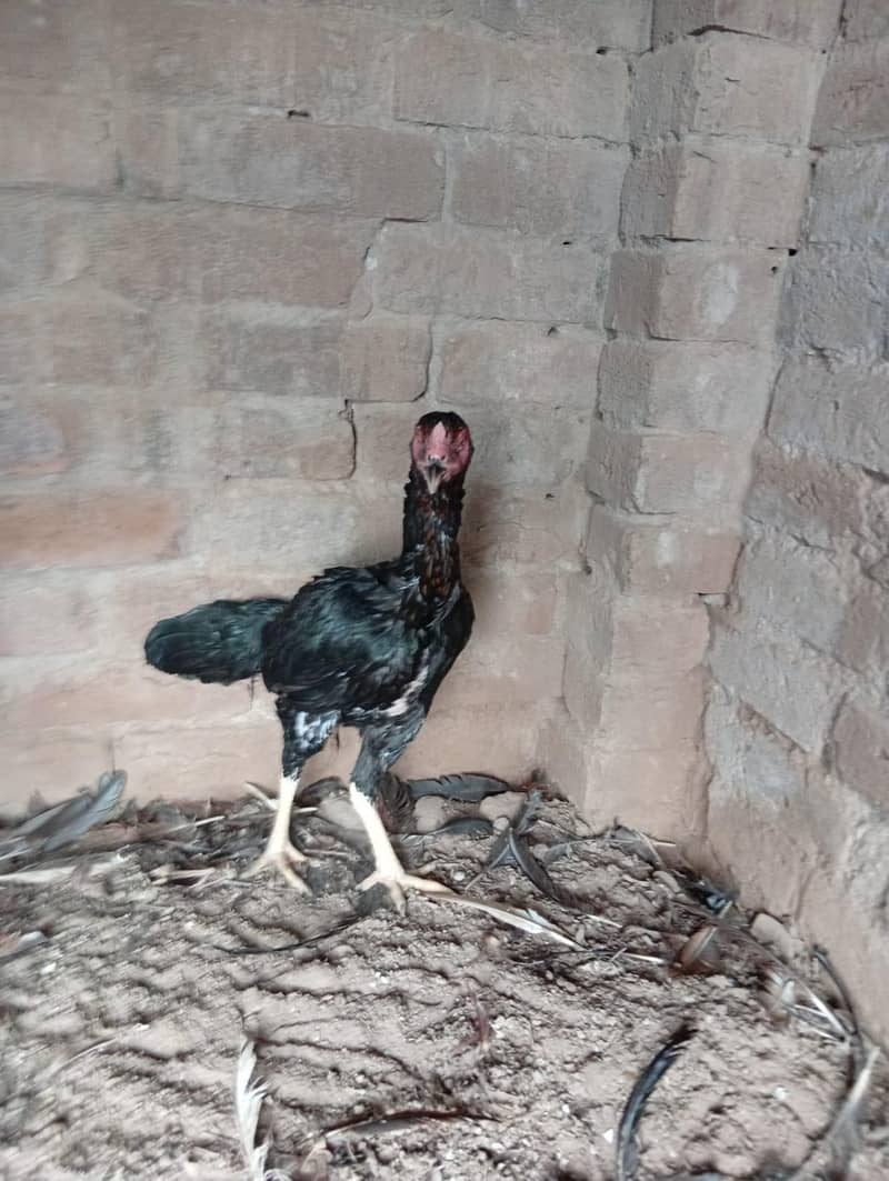 Aseel pair 4
