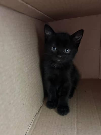 Cute Black Kitten Available