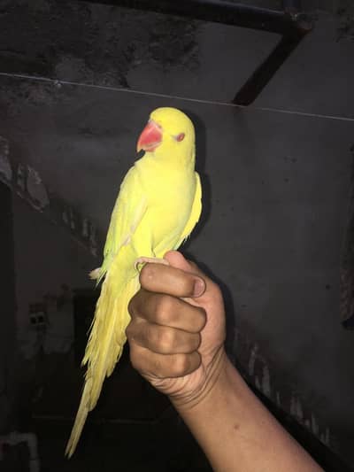 Handtame Yellow ringneck 3 pieces available
