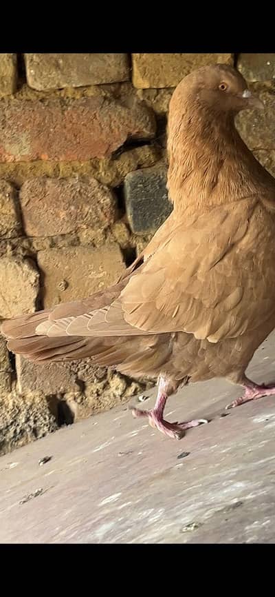 breeder pair king