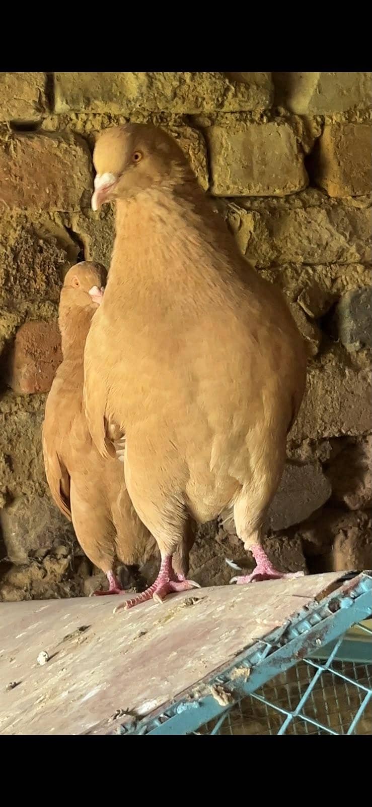 breeder pair king 1