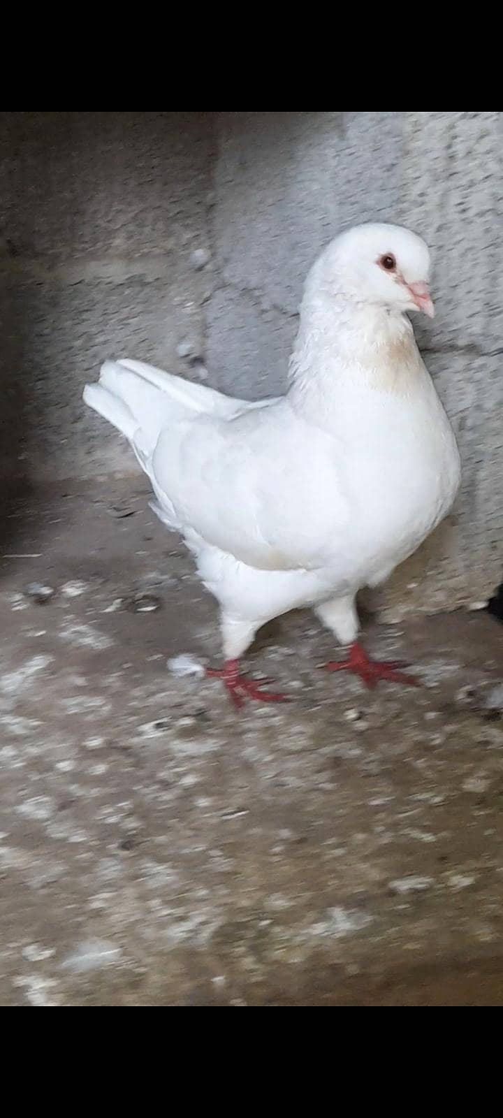 breeder pair king 2