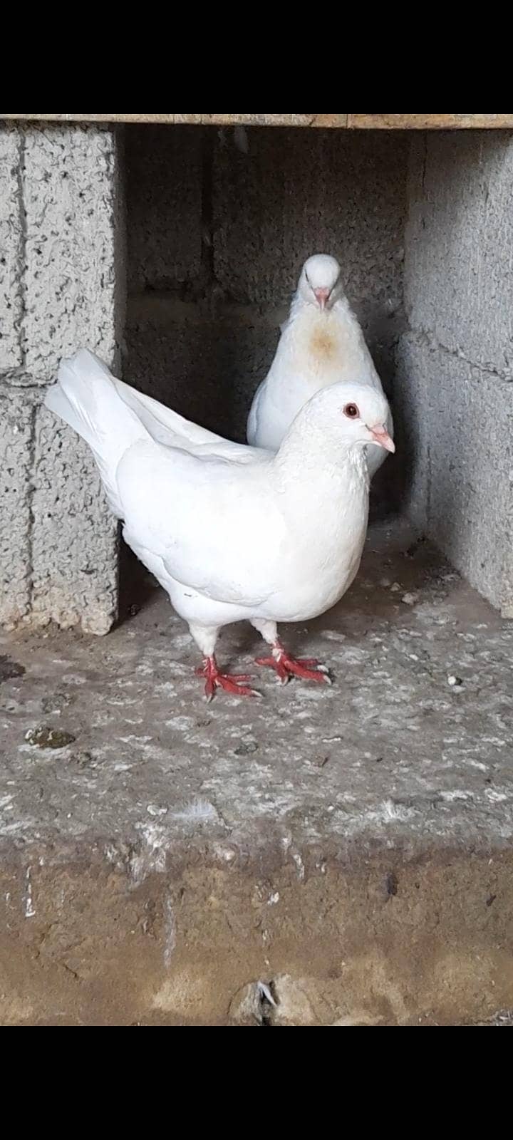 breeder pair king 3