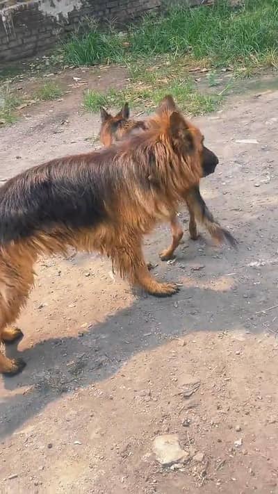 CANFRM STUD MALE BOY AVAILABLE NEW HOME
