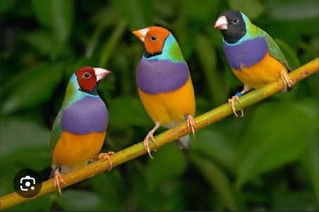 Gouldian finches all colors |Colorful finches|All mutations|chicks