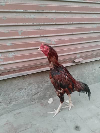 mianwali aseel white NOK nali