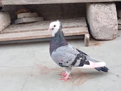 pigeon for sale WhatsApp number 03123119357