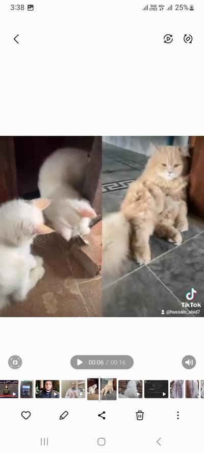 2 cats
