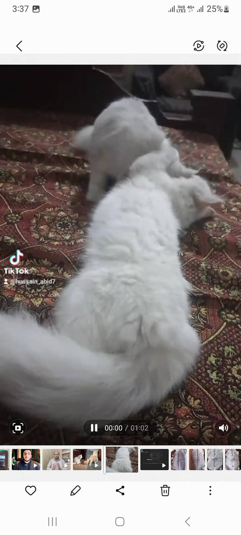 2 cats 1