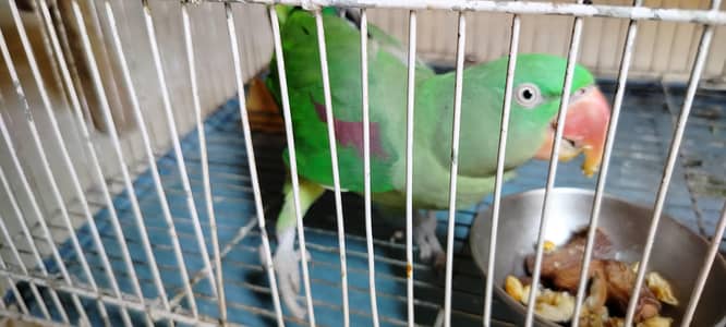 Raw parrot for sale