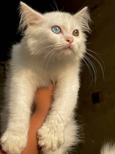 Beautiful Persian Kittens Available – Males & Females